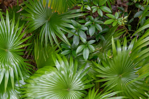 Close Folhas Verdes Uma Floresta Tropical — Fotografia de Stock