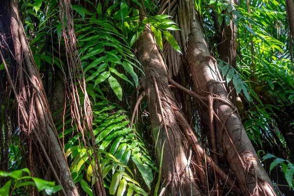 熱帯雨林における緑の葉のクローズアップ — ストック写真