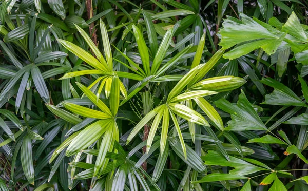 Close Folhas Verdes Uma Floresta Tropical — Fotografia de Stock