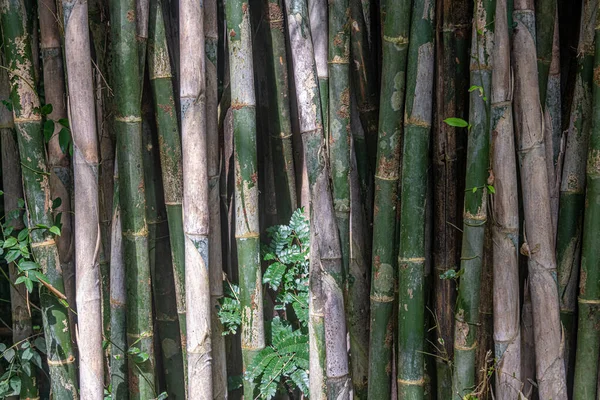 Gros Plan Bosquet Bambous Dans Une Forêt Tropicale Humide — Photo