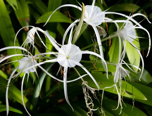 Blooms Spider Lily Tropical Garden — Stock Photo, Image