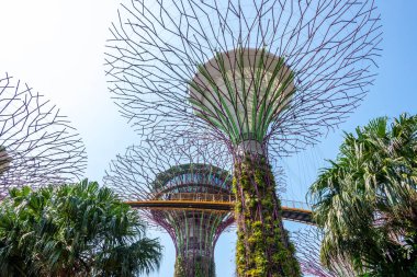 Super trees in a park in downtown Singapore