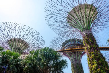 Super trees in a park in downtown Singapore