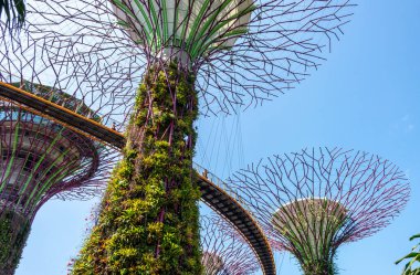 Super trees in a park in downtown Singapore
