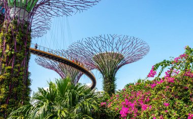 Super trees in a park in downtown Singapore