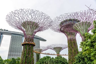 Super trees in a park in Singapore