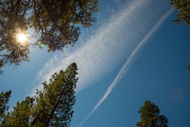 Contrails over a forest against a blue sky