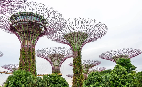 Super trees in a park in Singapore