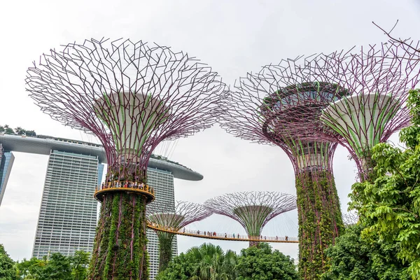 Super trees in a park in Singapore