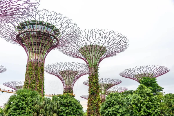 Super trees in a park in Singapore