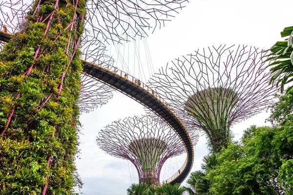 Super trees in a park in Singapore