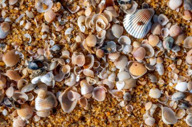 Shells on a beach in Sri Lanka