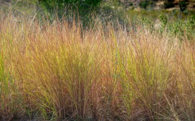 Grass growing in Big Bend National Park in Texas