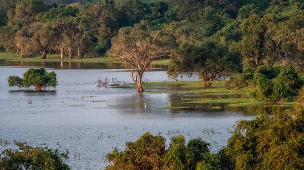 Jungle Lake Central Sri Lanka — Fotografia de Stock