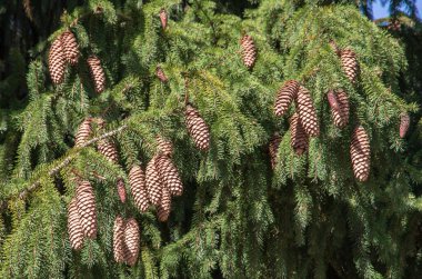 Brown cones hanging from an evergreen tree in an Oregon forest