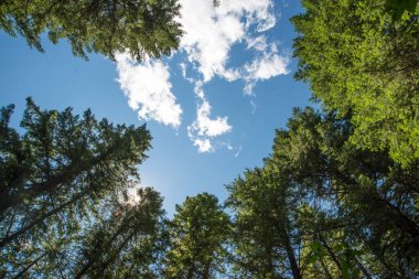 A mature forest in western Oregon