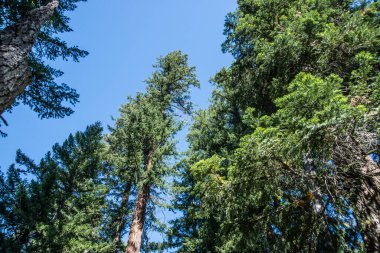 A mature forest of Douglas Fir trees in western Oregon