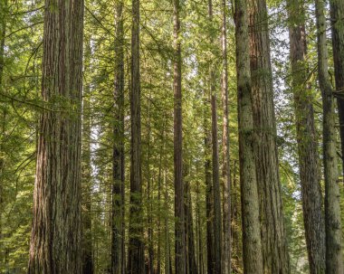 Redwood trees near Crescent City California