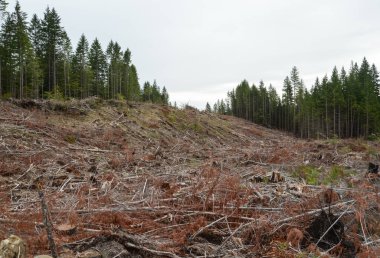 Clear-cut logging site in British Columbia