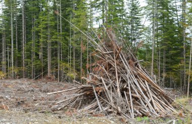 Pile of slash for burning at clear-cut logging site