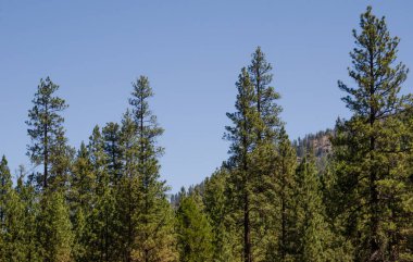 Oregon 'un merkezinde olgun Ponderosa Çam ağaçları ormanı