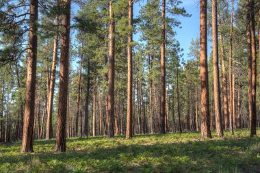 Oregon 'un merkezinde olgun Ponderosa Çam ağaçları ormanı