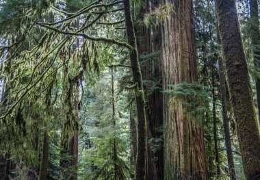 Kuzey Kaliforniya 'da Crescent City yakınlarındaki bir koruluktaki dev sekoya ağacı.