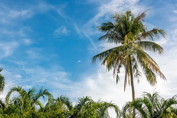 Palm Tree Rises Jungle Canopy Rainforest Koh Chang Island Thailand — 图库照片