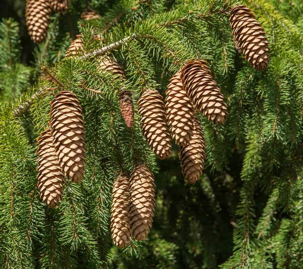 Cones Hanging Evergreen Tree — Stock Fotó