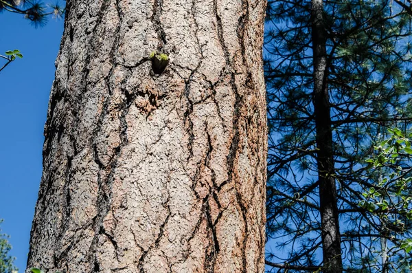 Close Bark Trunk Ponderosa Pine Tree Central Oregon — стоковое фото