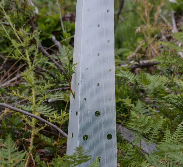 Young Trees Planted Logging British Colombia — стоковое фото