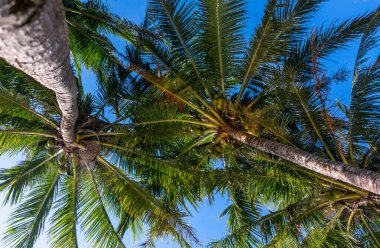 Tayland 'daki Koh Change adasındaki hindistan cevizi palmiyelerine bakıyorum.