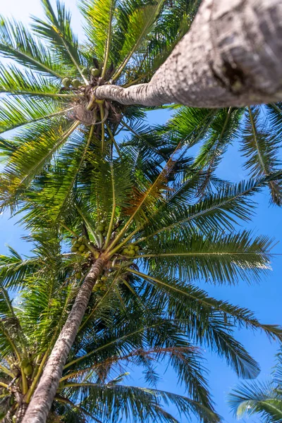 Looking Coconut Palm Trees Island Koh Change Thailand — 图库照片