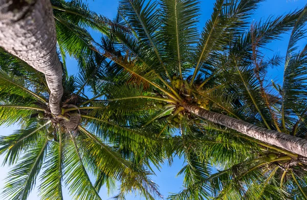 Looking Coconut Palm Trees Island Koh Change Thailand — 图库照片