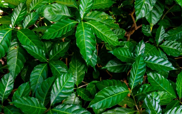 Close Showing Detail Leaves Tropical Garden — Stock Photo, Image