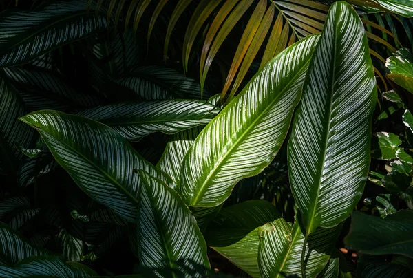 Close-up showing detail of leaves in a tropical garden