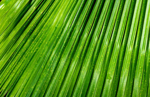 Close Showing Detail Leaves Tropical Garden — Photo