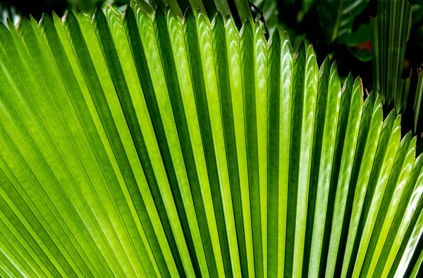 Close Showing Detail Leaves Tropical Garden — Fotografia de Stock