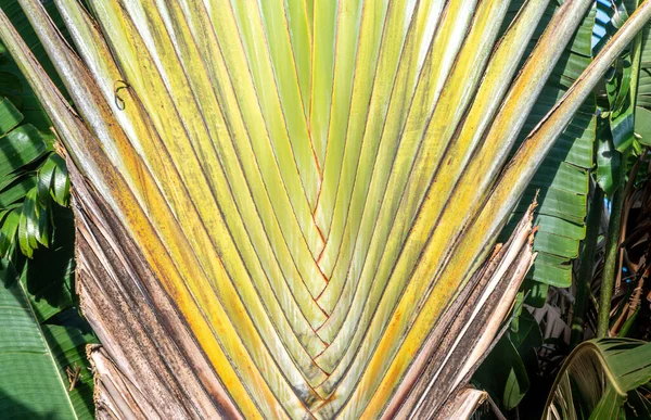 Detail Showing Traveler Palm Ravenala Madagascariensis Tropical Garden Thailand — Photo