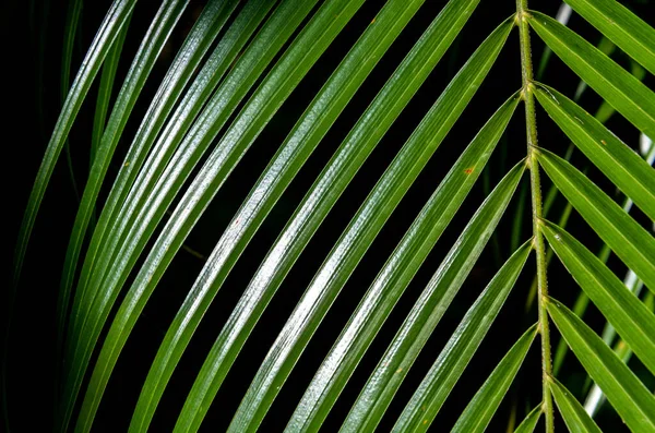 Close Showing Detail Leaves Tropical Garden — Photo