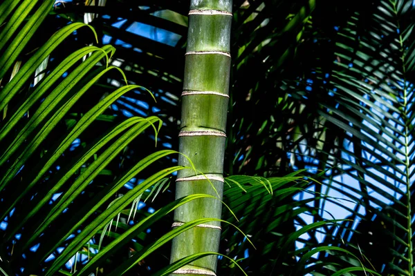 Primer Plano Mostrando Detalle Las Hojas Jardín Tropical — Foto de Stock