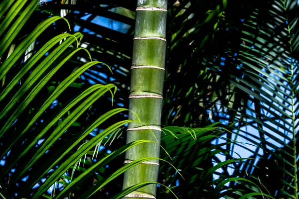 Close-up showing detail of leaves in a tropical garden