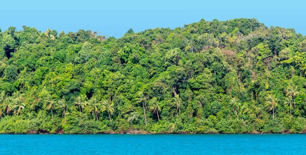 Dense Foliage Tropical Rainforest Koh Chang Island Thailand — Stockfoto