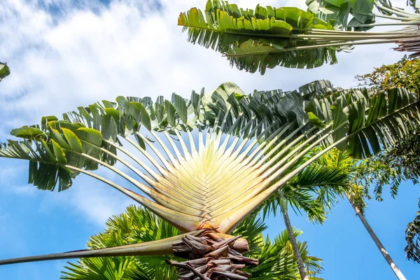 Detail Showing Traveler Palm Ravenala Madagascariensis Tropical Garden Thailand — 图库照片