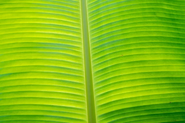 Close-up showing detail of leaves in a tropical garden