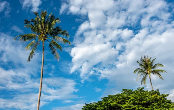 热带蓝天下的棕榈树 — 图库照片