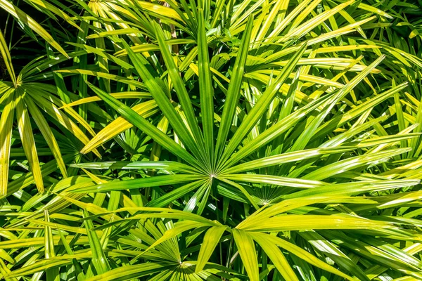タイのトロピカルガーデンにある緑豊かな葉 — ストック写真