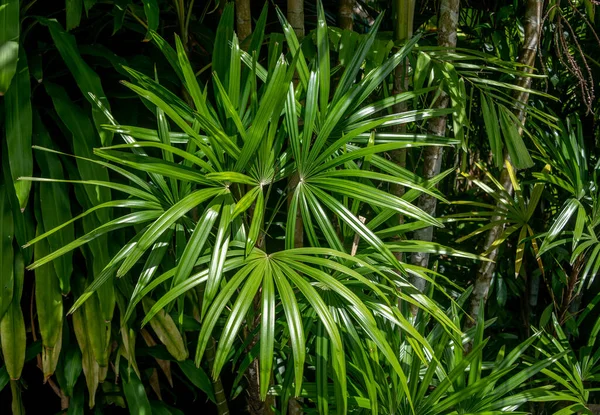 Tayland 'da tropikal bir bahçede yemyeşil yapraklar.