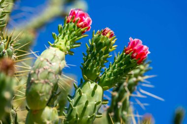 Yunan adasında bir kaktüste çiçek açar