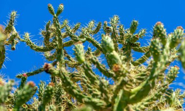 Kaktüs ve derin mavi gökyüzü Yunan adasında büyüyor.